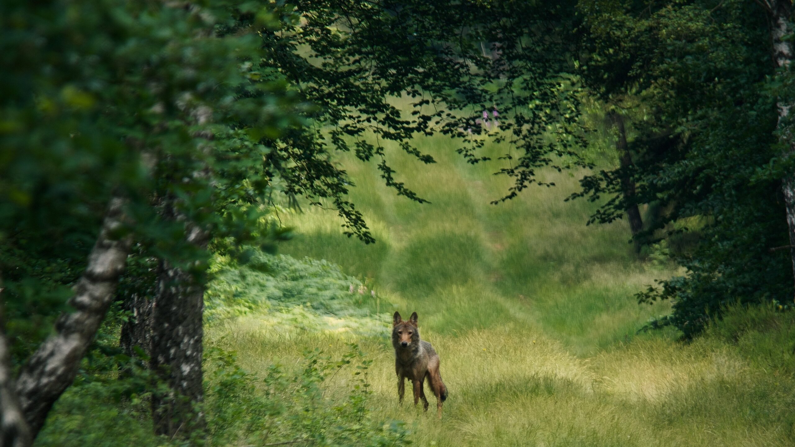 Image of the film Im Land der Wölfe