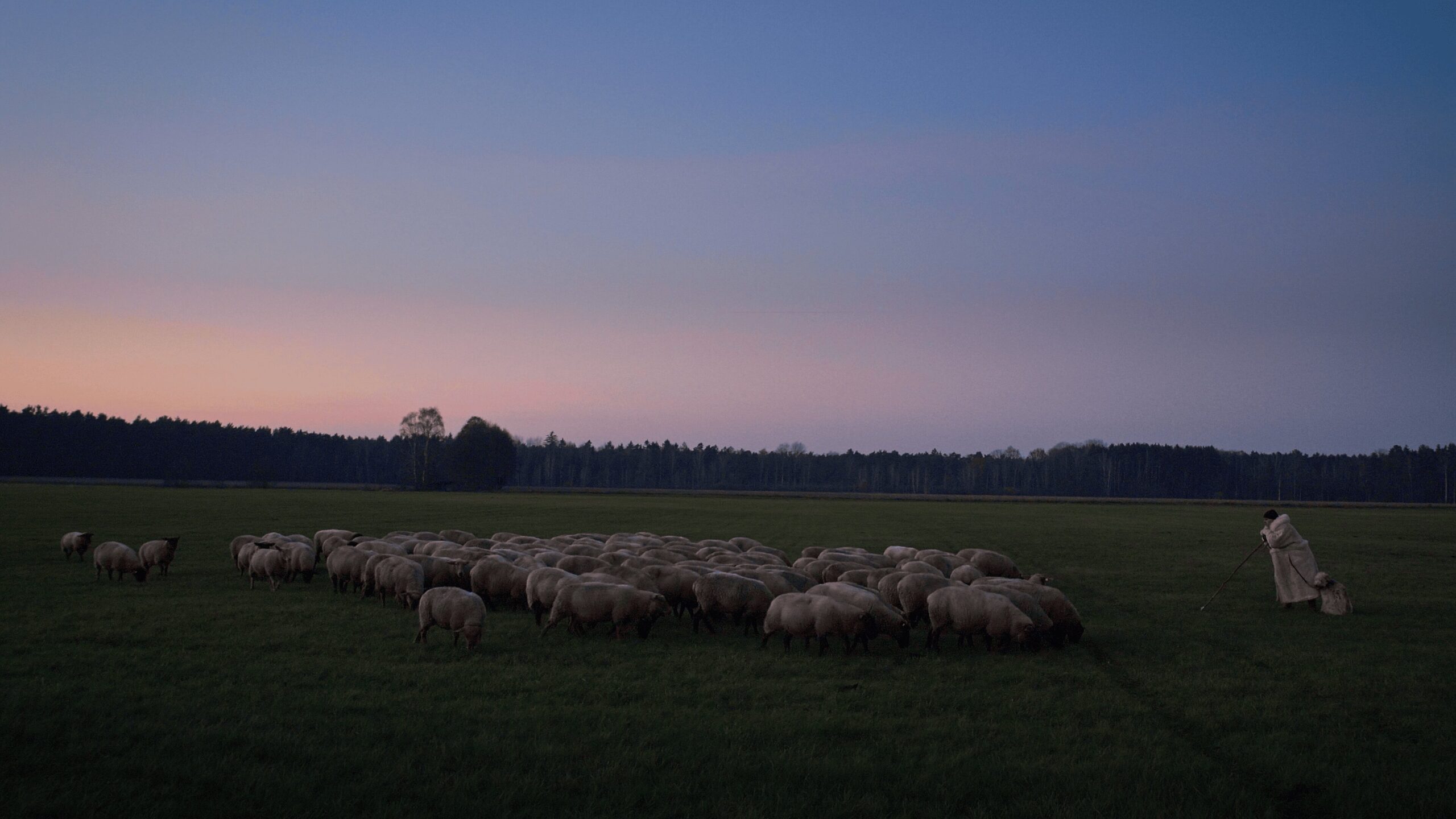 Bild vom Film Im Land der Wölfe